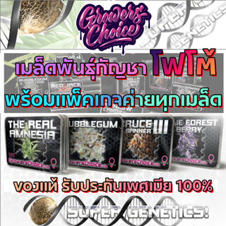 เมล็ดกัญชาโฟโต้ - ค่าย GrowersChoice  Pack : 4 seed พร้อมแพ็คเกจค่าย