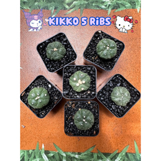 Astrophytum Kikko 5 Rib Fukuryo