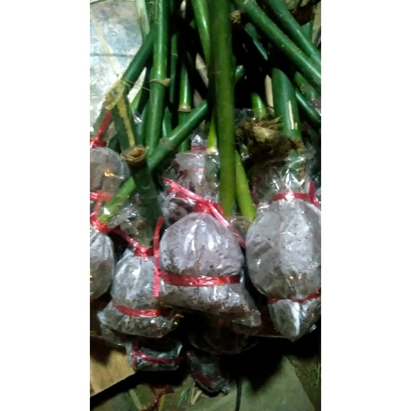 กิ่งพันธ์ไผ่กิมซุง 5   ฟรี. 1.  สั่ง 10ฟรี 2ออซื้อ 10ฟรี  2  เกินคุ้มพร้อมปลูกซื้อ.ละ25มีรากหะถมขุย