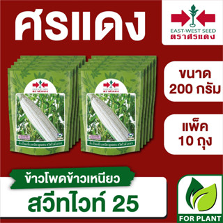 ขายส่ง เมล็ดพันธุ์ ศรแดง BIG ข้าวโพดข้าวเหนียว สวีทไวท์25 ขนาด 200 กรัม (200 กรัม X 10 ถุง)