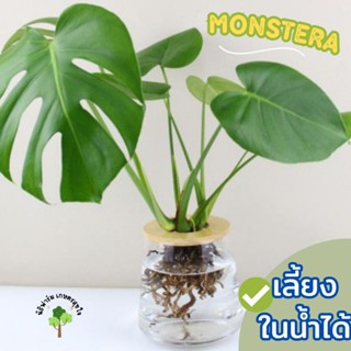 Monstera Deliciosa Monstera Giant   มอนสเตอร่า เดลิซิโอซ่า มอนสเตอร่า ไจแอนท์ ไม้ฟอกอากาศ ต้นเล็ก  ส่งแบ