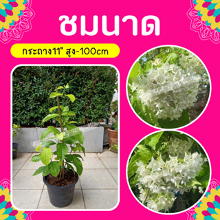 ต้นชมนาด #ไม้เลื้อยสีขาว #กระถาง 11"