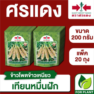 ขายส่ง เมล็ดพันธุ์ ศรแดง BIG ข้าวโพดข้าวเหนียว เทียนหมื่นฝัก ขนาด 200 กรัม (200 กรัม X 20 ถุง)