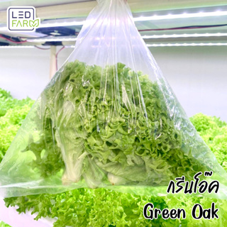 [ตัดสดทุกออเดอร์] กรีนโอ๊ค (Green Oak Lettuce) ผักสลัด สดสะอาด ปลอดสารเคมี