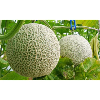 9 บาท เมล็ดพันธุ์ เมล่อนญี่ปุ่น บรรจุ10 เมล็ด