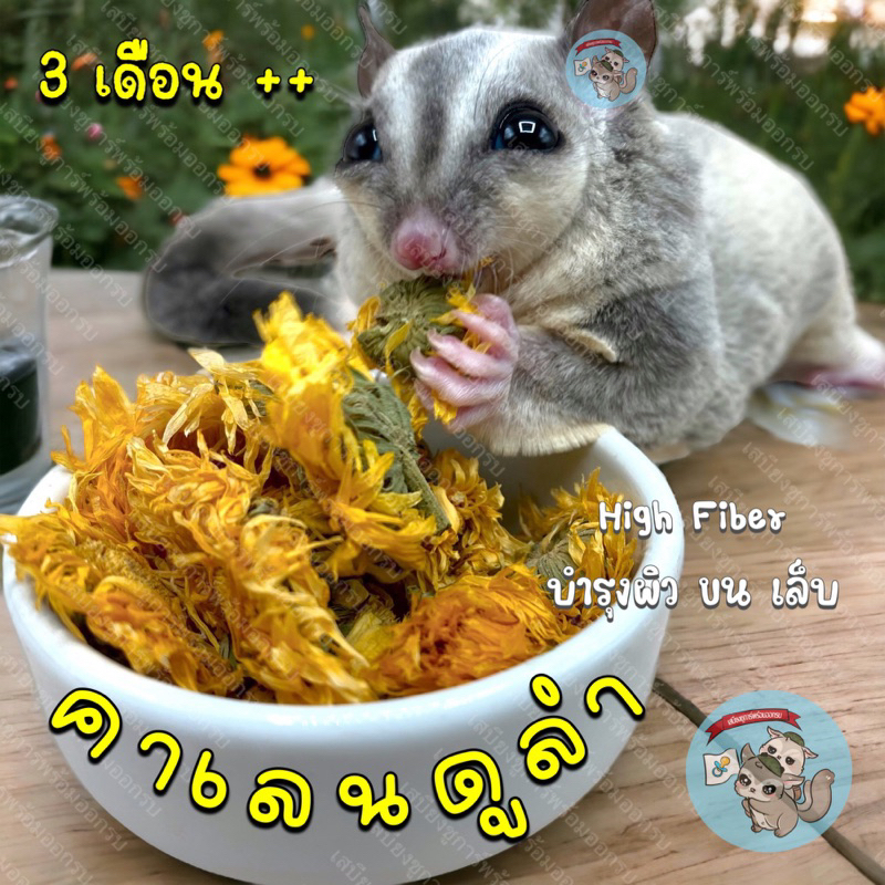 [ ดอกคาเลนดูล่า ] CALENDULA ดอกคาเลนดูล่าอบแห้ง คาเลนดูล่า ชา ดอกไม้ ขนม อาหารเสริม ชูการ์ สัตว์เล็ก สัตว์เลี้ยง