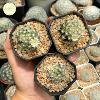 [ MAMM5 ] แมมขนเปียก Mammillaria Schiedeana v.Plumosa ไม้เพาะเมล็ด แมมมิลลาเรีย แคคตัส กระบองเพชร