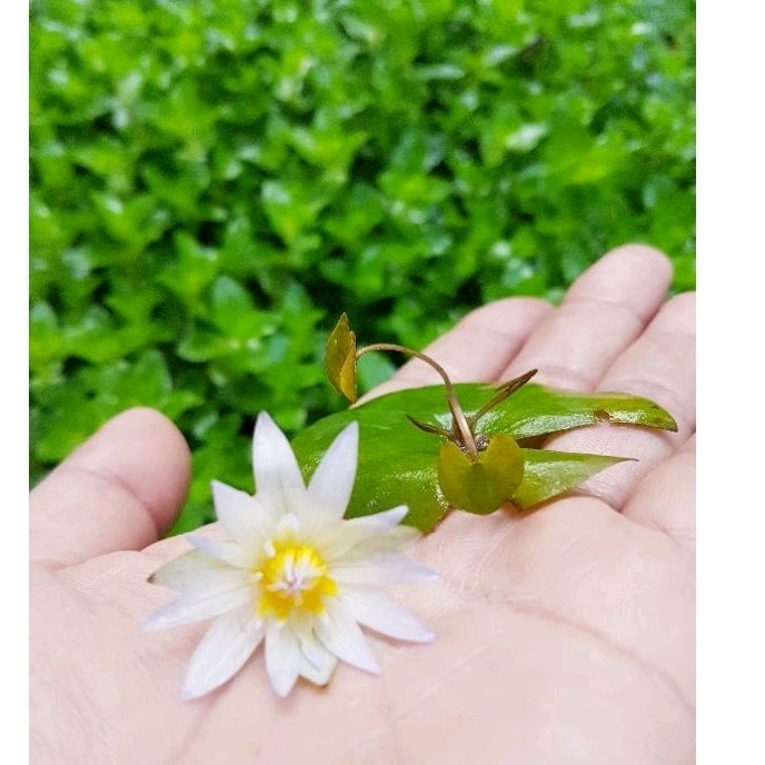 💖บัวจิ๋วจิ๋ว💖จิ๋วจริงมุ้งมิ้งๆ💖ดอกดกม๊ากๆ💓.💟💕อัศจรรย์พันธ์ไม้💕 - รูปที่ 4