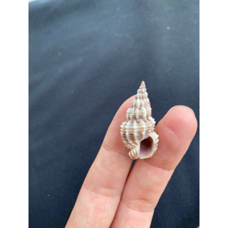 shot pattern conch shell 3cm