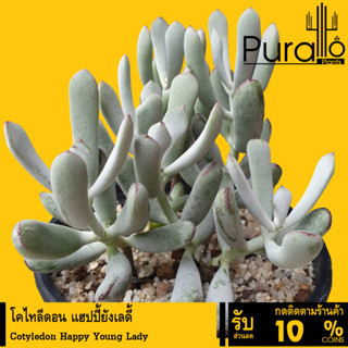 ต้นไม้อวบน้ำ กุหลาบหิน โคไทลีดอน แฮ็ปปี้ ยังเลดี้  cotyledon happy young lady #succulent #cotyledon