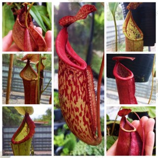 หม้อข้าวหม้อแกงลิง Nepenthes