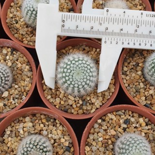 Notocactus scopa โนโต สโคปา ไม้ชำหน่อ