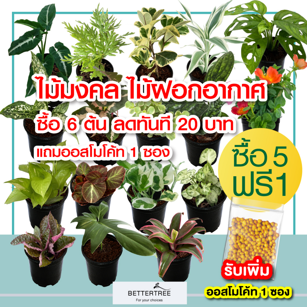 (5 แถม 1)✅เฉพาะไม้เลี้ยงในร่ม ในบ้านได้ ช่วยฟอกอากาศ 3 นิ้ว ✅เลือกต้นแถมได้เอง ⬇️วิธีซื้อสินค้าด้านล่างค่ะ ต้นไม้