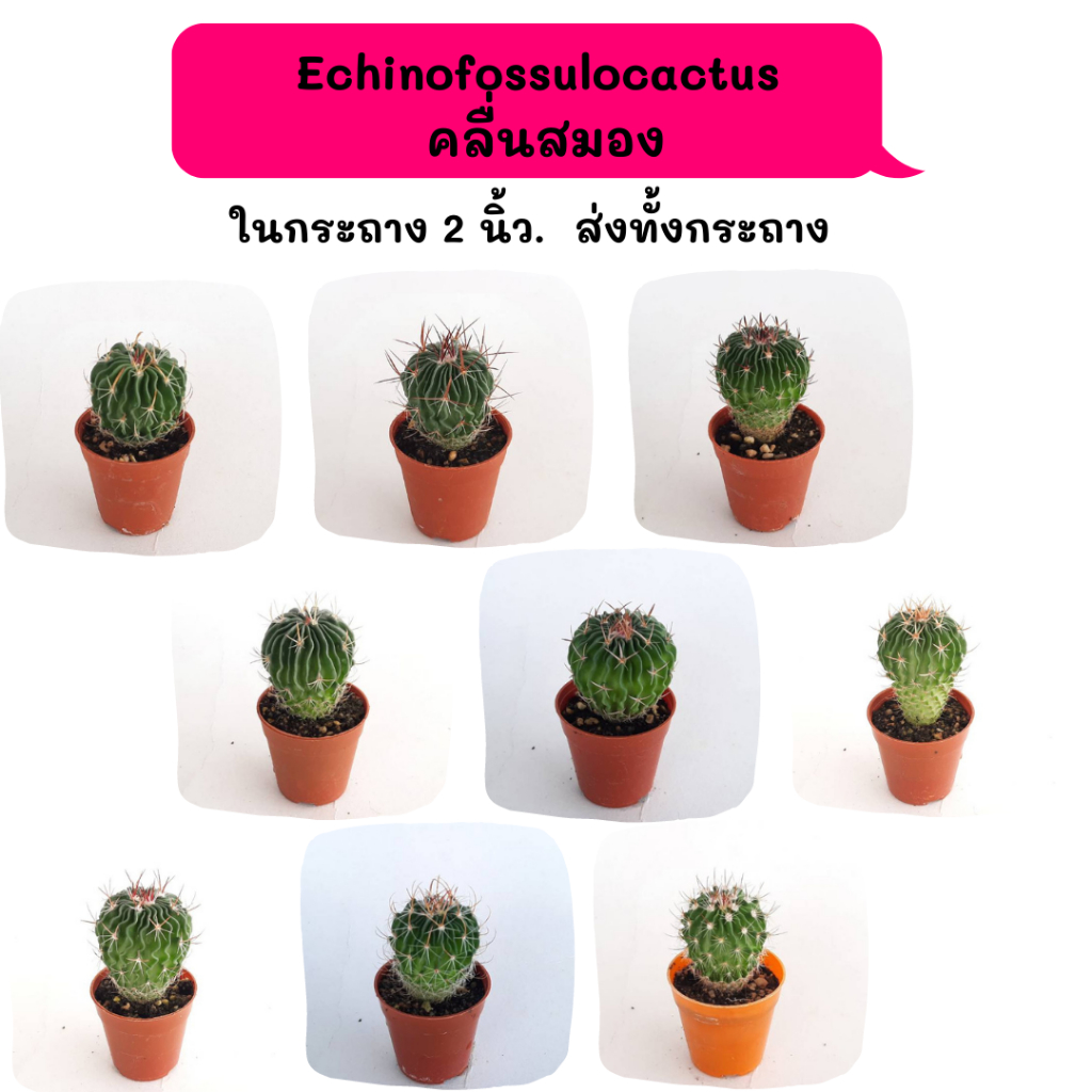 Echinofossulocactus erectocentrus คลื่นสมอง ไม้เมล็ด cactus กระบองเพชร แคคตัส กุหลาบหิน พืชอวบน้ำ