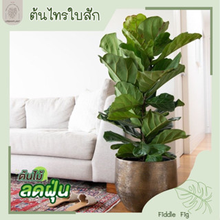 ต้นไทรใบสัก/ต้นไม้ฟอกอากาศ/ต้นไม้จริง/Fiddle Leaf  Fig/สูง 70cm.