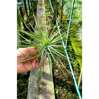 Tillandsia stricta green ไม้รากอากาศ