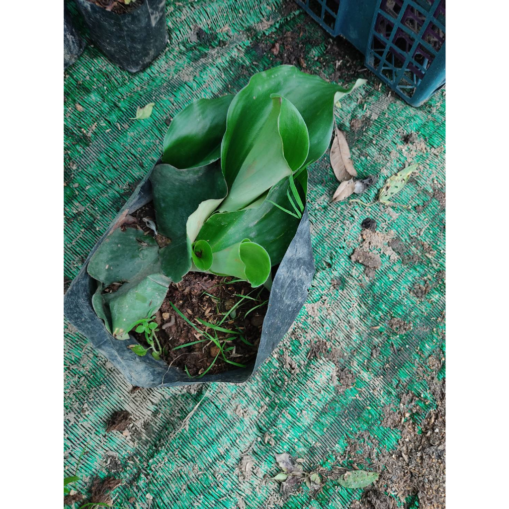 ต้นพันธุ์เปราะหอม ว่านเสน่ห์จันทร์หอม   หอมเปราะ  ว่านหอม ว่านแผ่นดินเย็น ว่านตีนดิน  เปราะ  ว่านนกยูง  ถุงดำ 39บาท - รูปที่ 7