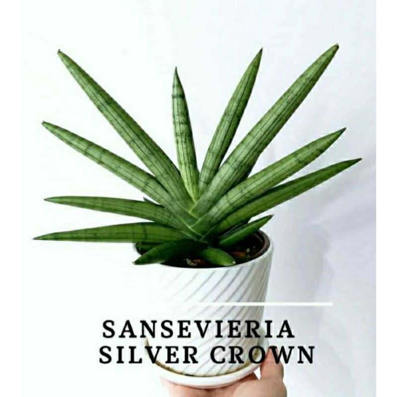 ต้นลิ้นมังกรSansevieria_silver_crown