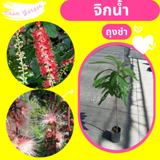 ต้นจิกน้ำ #จิกน้ำ สูง 40-60 cm