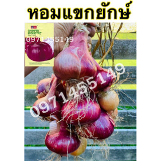 เมล็ดพันธุ์ หอมแขกยักษ์ เมล็ดหัวใหญ่ไม่ฉุนบรรจุ600-800เมล็ด