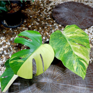 มอนเหลืองออเรีย 3สี Monstera Aurea