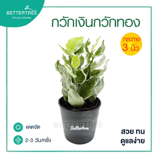 กวักเงินกวักทอง กระถางขนาด 3 นิ้ว ต้นไม้ ต้นไม้เล็ก