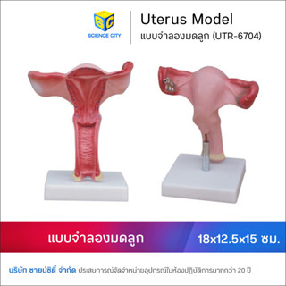 แบบจำลองมดลูก ขนาดขยายใหญ่