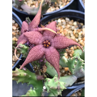 หน่อเด็ดสดเก๋งจีนปลาดาวม่วงเข้ม ดอกใหญ่ Huernia stapelia schinzii