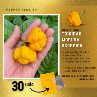 🔥เมล็ดพันธุ์พริก Trinidad Moruga Scorpion สีเหลือง 30 เมล็ด 2,000,000SHU