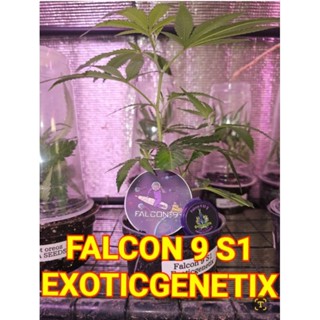 กิ่งชำกิ่งโคลนนิ่งFALCON 9 S1ค่ายEXOTIC GENETIX