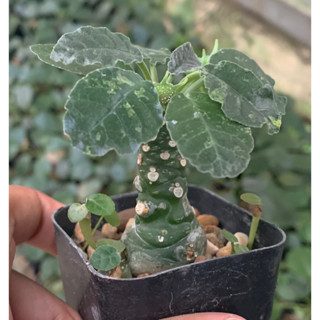 มะพร้าวทะเลทราย DORSTENIA FOETIDA แคคตัส แคตตัส กระบองเพชร cactus