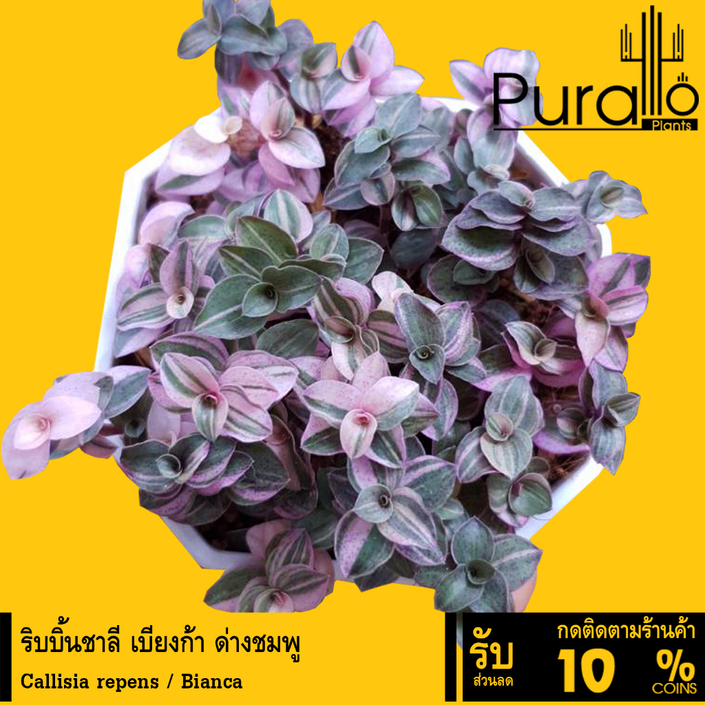 ต้นไม้อวบน้ำ กุหลาบหิน ริบบิ้นชาลี เบียงก้า #succulent #Callisia repens #ริบบิ้นชาลี #สีชมพู