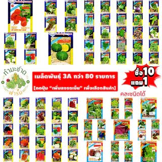 3A (ซื้อ10แถม1) เมล็ดพันธุ์ กวางตุ้งดอกฮ่องกง ขนาด 10 กรัม ประมาณ 3,000 เมล็ด GREEN FLOWERING PAK CGOY กวางตุ้งดอก
