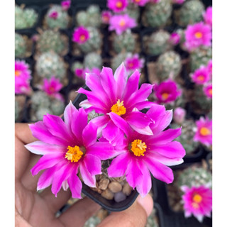 ชูแมน แมมมิลลาเรีย ชูแมนนิไอ Mammillaria Schumannii แคคตัส กระบองเพชร cactus