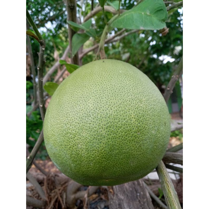 ส้มโอขาวแตงกวา จ.ชัยนาท @รสชาติดีมีเอกลักษณ์ (ราคานี้ได้2ผล นน.รวม2.0กก.)