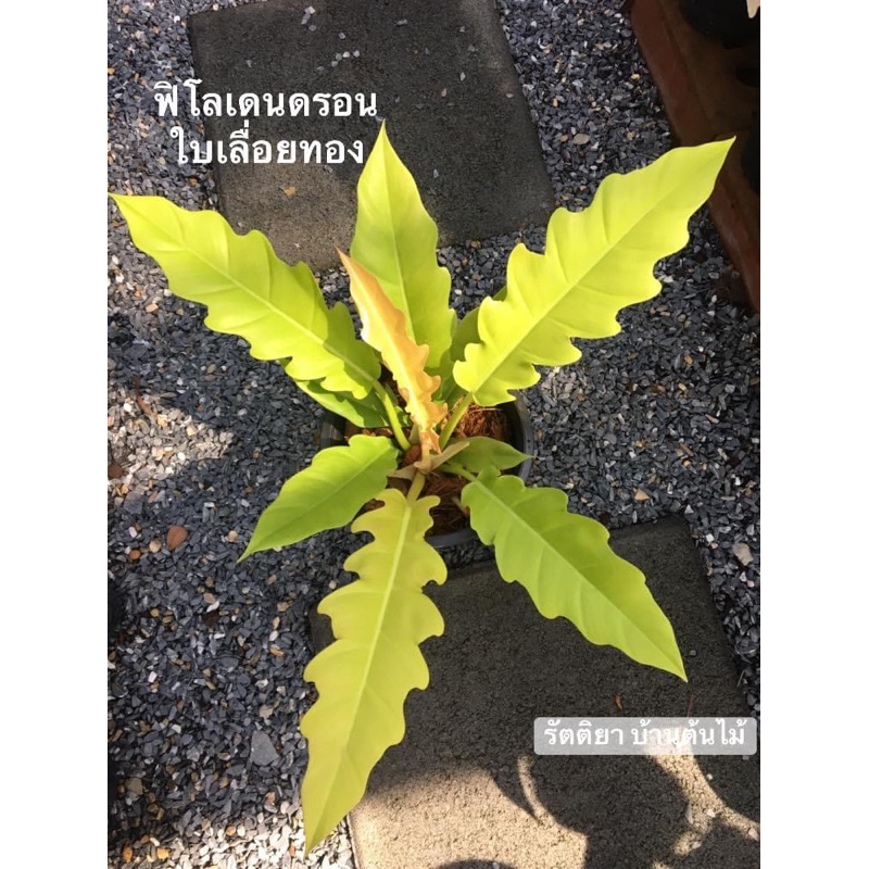 75บาท ใบเลื่อยสีทอง(สีอมชมพู) Philodendron golden