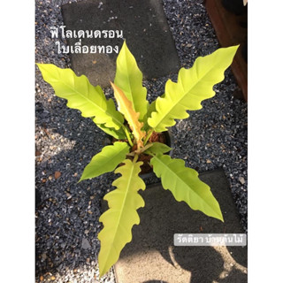 💥75บาท🌱 ฟิโลเดนดรอนใบเลื่อยสีทอง Philodendron golden saw