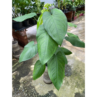 Syngonium chiapanse dark night ด๊ากไนท์ ซิงโกเนียม ต้นใบบุญหัวใจ