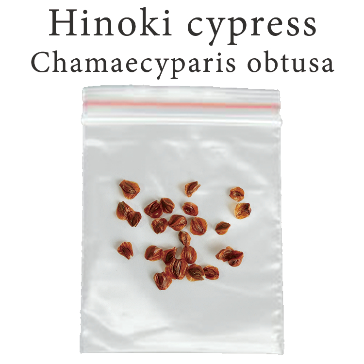 เมล็ดสน สนฮิโนกิ Hinoki cypress - Chamaecyparis obtusa ร้านคนไทย บอนไซ