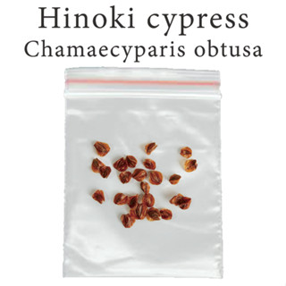 เมล็ดสน สนฮิโนกิ Hinoki cypress - Chamaecyparis obtusa ร้านคนไทย บอนไซ