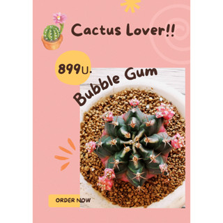 Cactus แคคตัสยิมโนคาไลเซียม(Gymnocalycium)