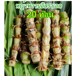 หญ้าหวานอิสราเอล  ท่อนพันธ์ุหญ้าหวาน ปลูกง่าย โตเร็ว อาหารสัตว์ ไก่ ปลา วัว ควาย กระต่าย