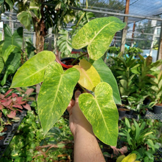 Philodendron Painted Lady ฟิโลเดนดรอน เพนท์เลดี้ เพ้นเต็ดเลดี้