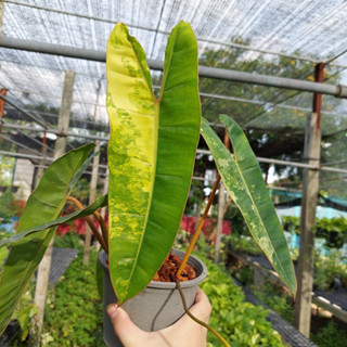 Philodendron Bilitea variegated ก้านส้มด่าง