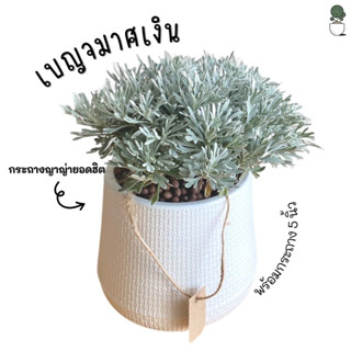 ต้นเบญจมาศเงิน  (Crossostephium) ในกระถาง 5นิ้ว ไม้มงคล ต้นเบญจมาศใหญ่ ไม้จัดสวนถาด