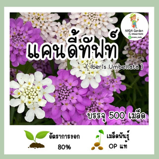 เมล็ดพันธุ์แคนดี้ทัฟท์ คละสี Candytuft (Iberis Umbellata) บรรจุ 500เมล็ด สายพันธุ์ OP แท้