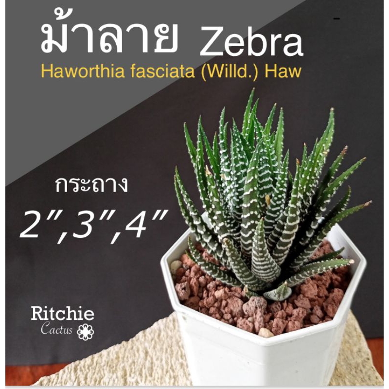 ไม้อวบน้ำ# ฮาโวเทีย ม้าลาย # Haworthia zebra # แคคตัส_cactus