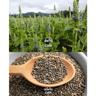 เมล็ดพันธุ์ เจีย เชีย Chia 600 เมล็ด สำหรับปลูก พันธุ์แท้ปลูกต่อได้