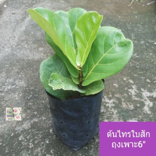 ต้นไทรใบสัก ไทรใบสักFiddle leaf fig treeถุงเพาะ 6"ไม้มงคล ไม้ฟอกอากาศใบใหญ่หยักพริ้วสีเขียวอ่อน ฟอร์มสวย