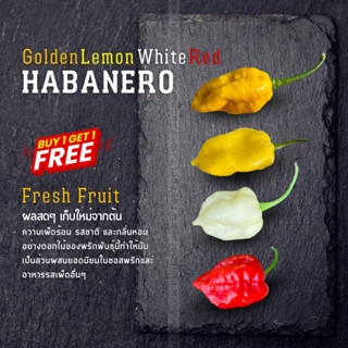 1แถม1‼️ พริกสด Habanero เหลือง,เลม่อน,ขาว,แดง ผลใหญ่คัดพิเศษ เพาะเมล็ดต่อได้ จำนวน 1 ผลใหญ่